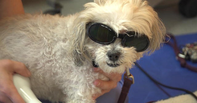 Healing dogs with lasers CBS News