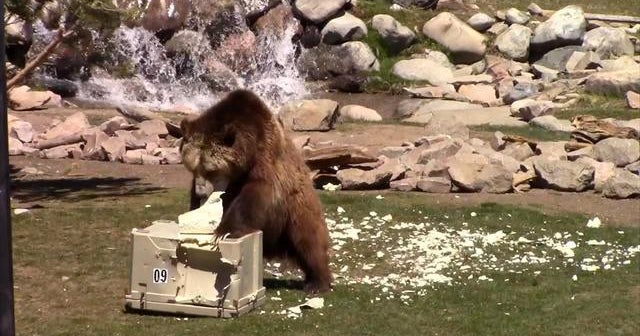 Companies pay to have bears test durability of product - CBS News