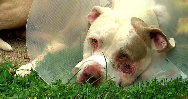 Woman says police officer responding to burglar alarm shot her dogs ...