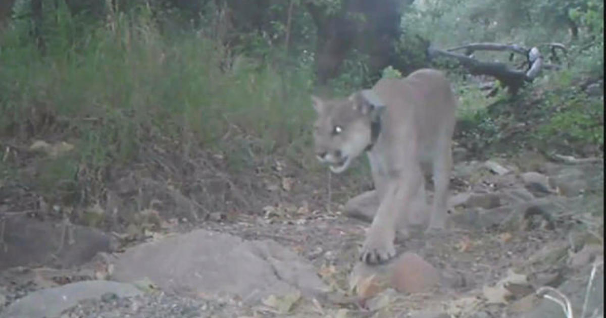 Mountain Lion Desperate For Love Safely Crosses Freeway In California   0808 Newspath Mountainlion 1370583 640x360 