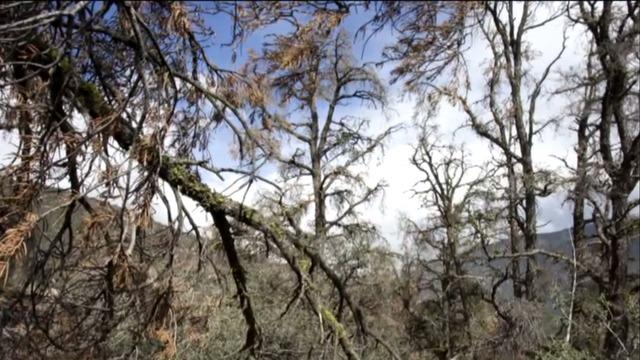 cbsn-fusion-rising-sea-levels-are-creating-ghost-forests-thumbnail-1365932-640x360.jpg 