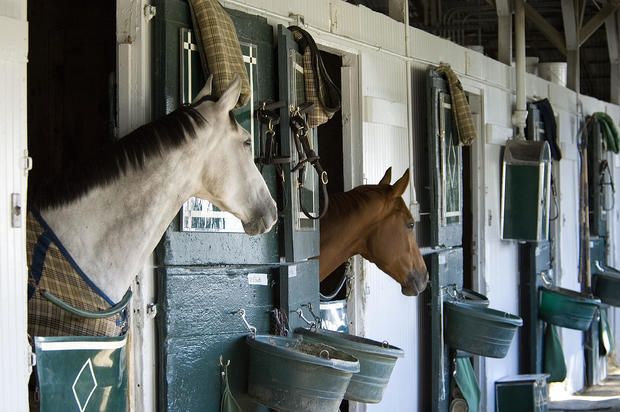 Two Thoroughbreds in Stable 