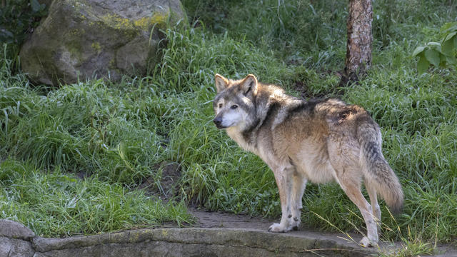 SFZoo_MexicanGrayWolfGarcia_MarianneHale_2021.jpg 