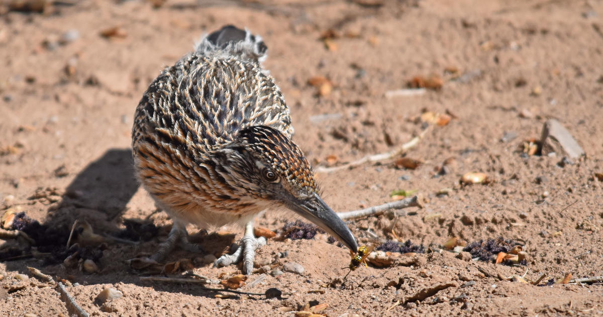 Check Out This Happy Roadrunner Hunting For Insects - CBS Colorado