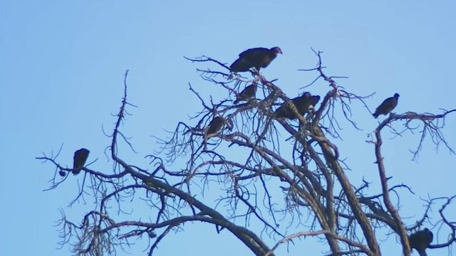 condors-tehachapi.jpg 