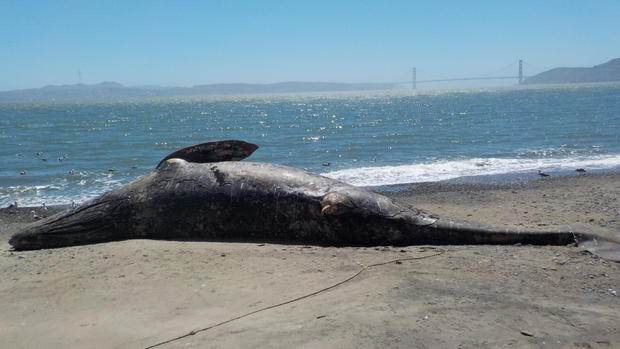 gray whale carcass 