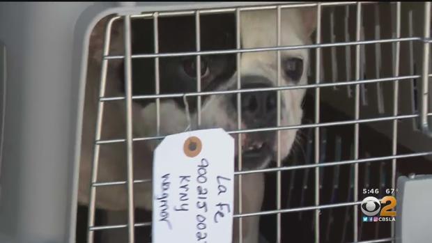 French Bulldog Rescued 