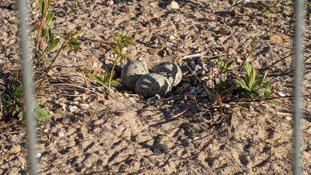 051321_-3-Plover-Eggs-5.jpg 