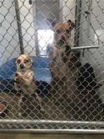 Dogs Rescued 3 