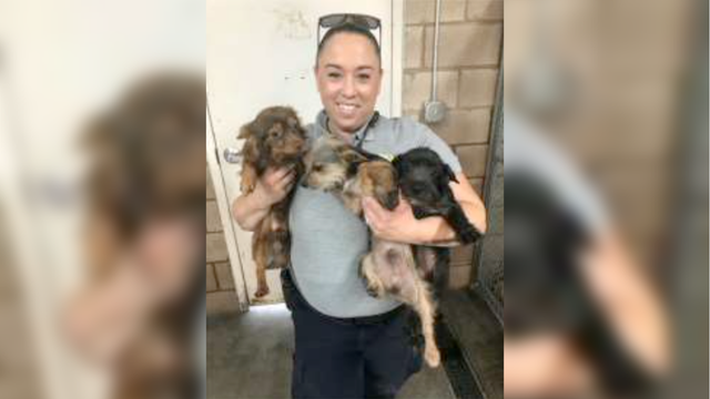 49-dogs-rescued.png 