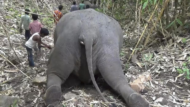 India Elephants Killed 