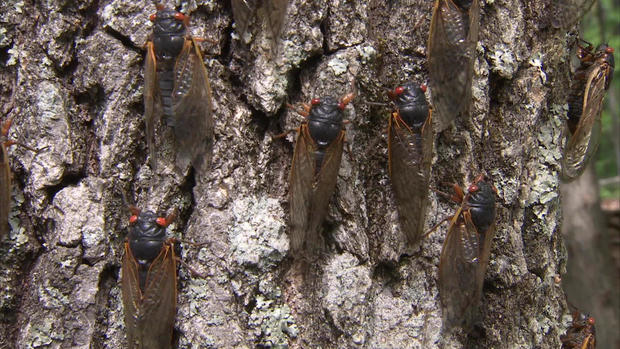 cicadas-climbing-a-tree.jpg 
