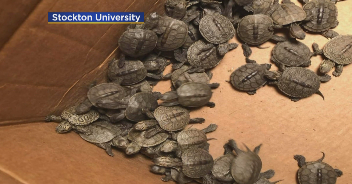 More than 800 turtles rescued from storm drains along Jersey Shore