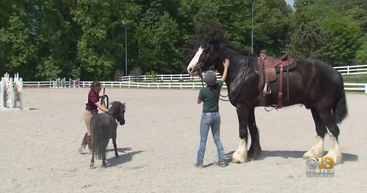Maryland's EquiFest Showcases Adoptable Horses, Some Retired From Racing - CBS Baltimore
