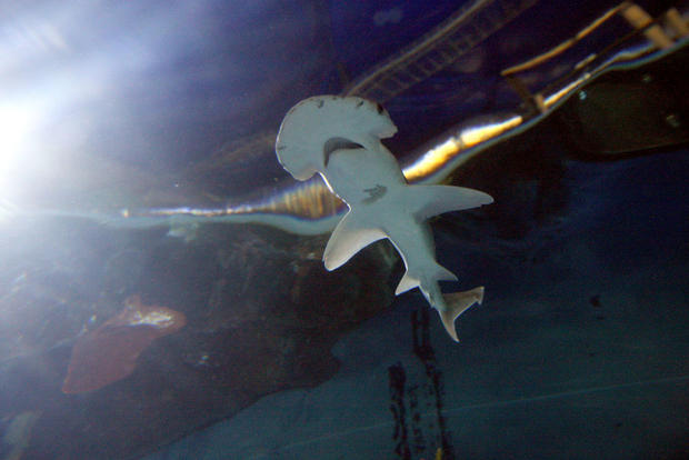 Bonnethead Shark 
