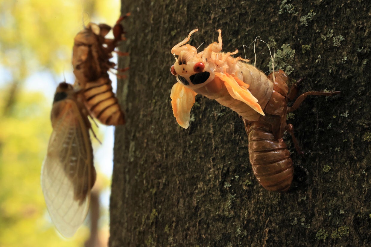 Brood X Cicadas Emerge After 17 Years Underground 