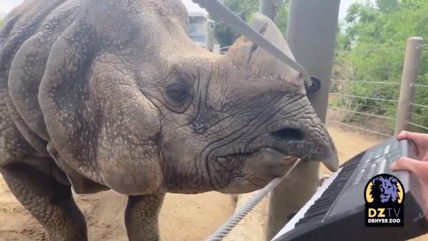 rhino plays piano denver zoo 