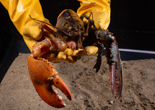 holding rare lobster 