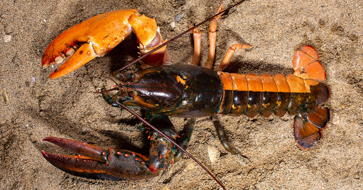 CO 1069-292-42, Description: No. 70. English lobster factor…