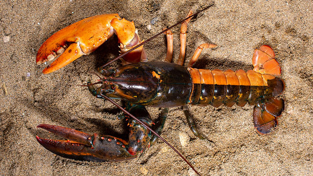 split-lobster.jpg 