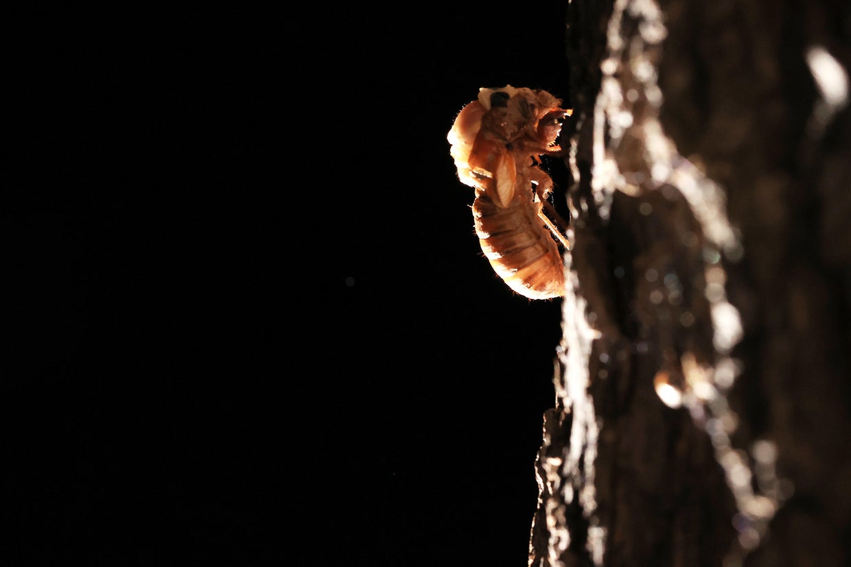Brood X Cicadas Emerge After 17 Years Underground 