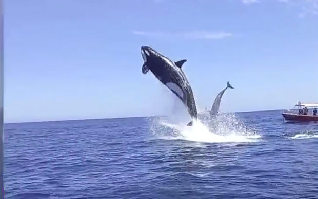 orca hits dolphin 