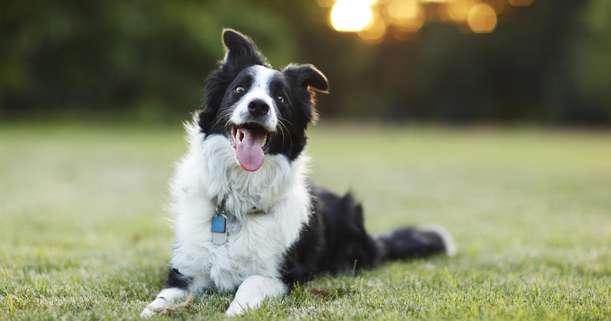 Scientists are predicting the personalities of dogs through research