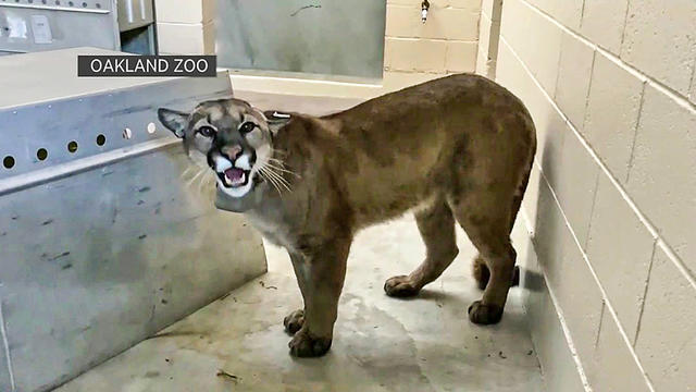 cougar-oakzoo.jpg 