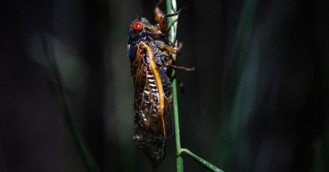 U.S. cicada invasion excites food enthusiasts - CBS News