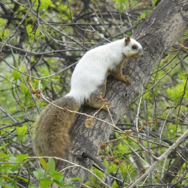 Rare Squirrel from CPW 4 