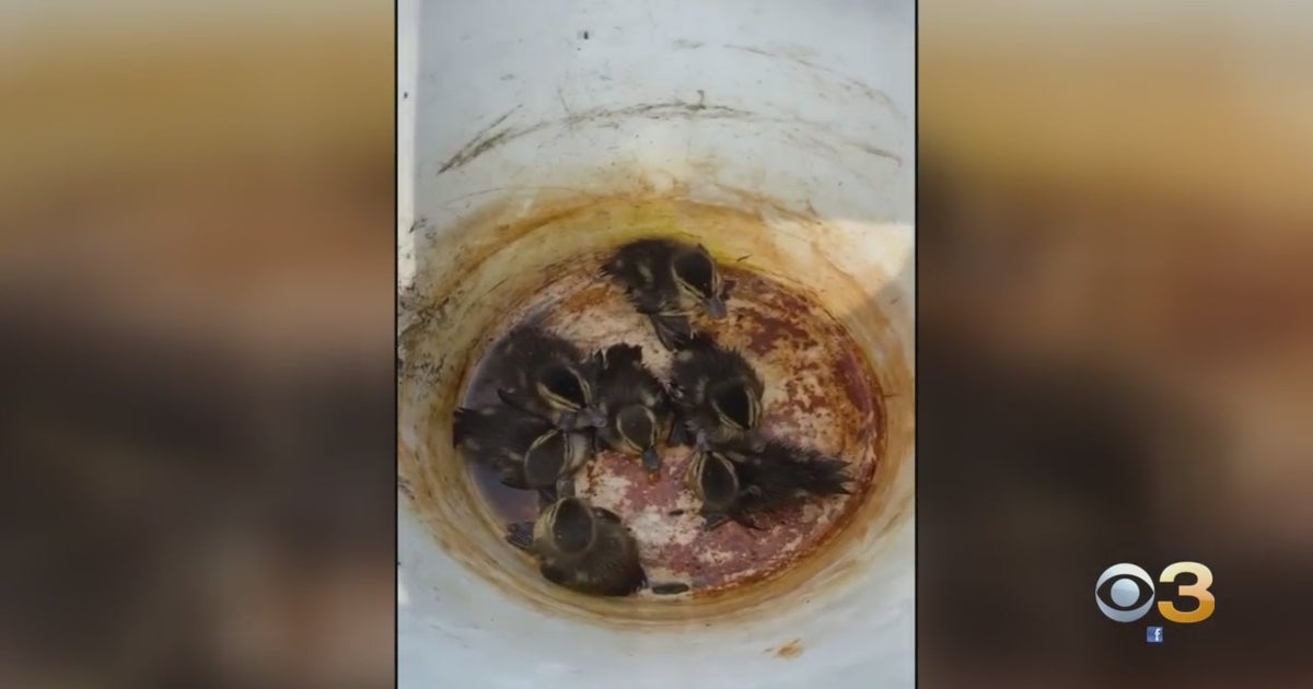 WATCH: 7 Ducklings Rescued From Storm Drain By Avalon Police Reunited ...