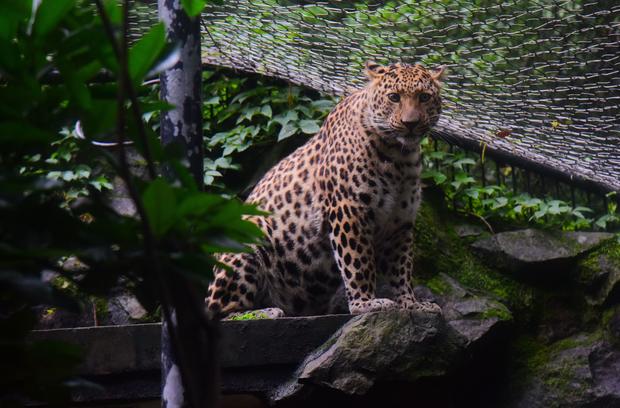 People Visit Hangzhou Zoo 