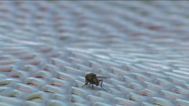 Fly.png 