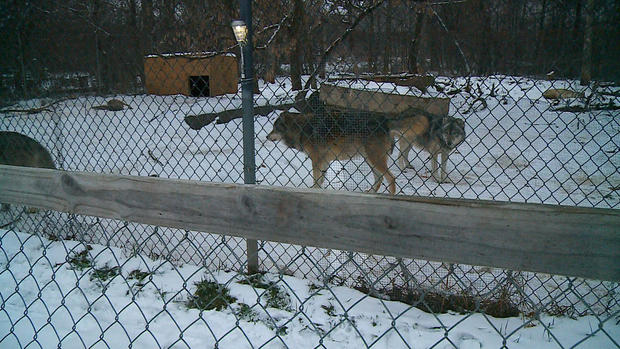 Wolves At The WIldlife Science Center in January 2016 