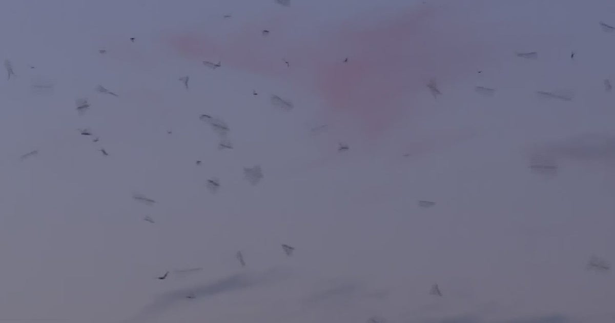 Bats Once Again Emerging From Yolo Bypass By The Thousands At Sunset