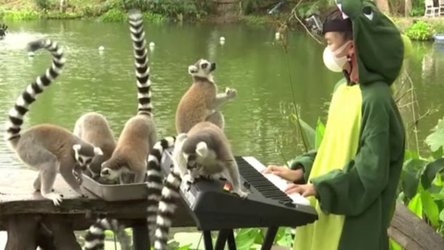 girlplaysmusicforlonelyzooanimals.jpg 