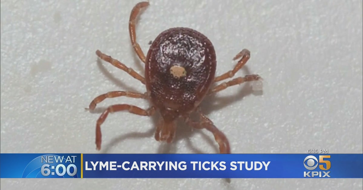 Study Warns Of High Numbers Of Lyme DiseaseCarrying Ticks Along Bay