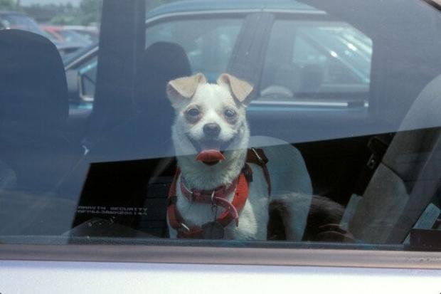 PETA_Dog in hot car 