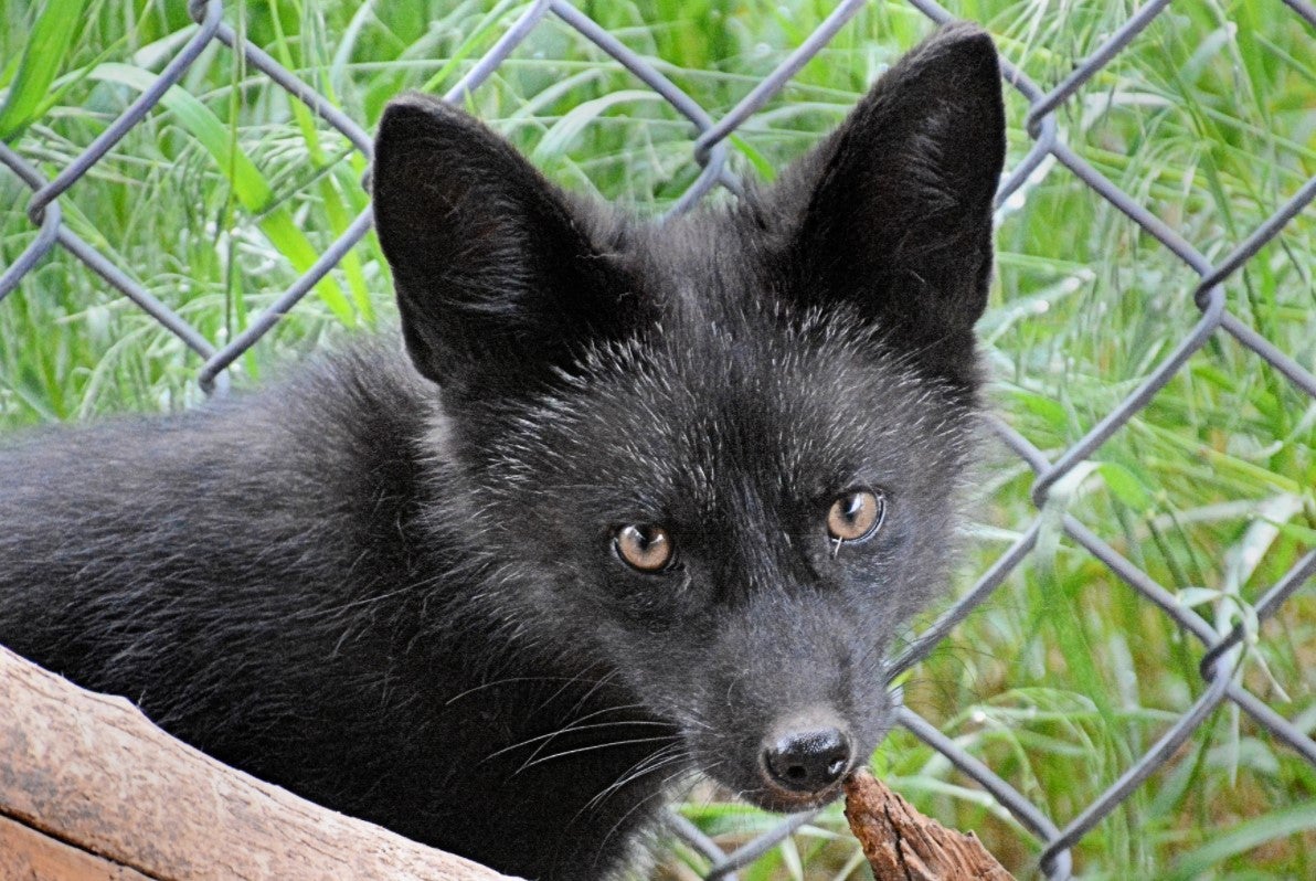 'Red Foxes Are Not Always Red' Black Fox Pup Caught Raiding Chicken
