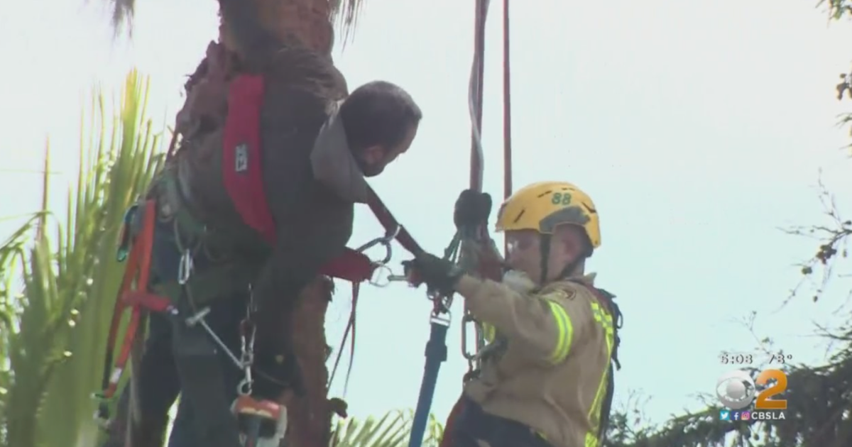 Tree Trimmer Rescued In Sherman Oaks After Getting Trapped Beneath Palm ...