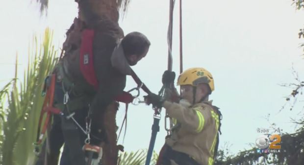 Tree Trimmer Rescued 