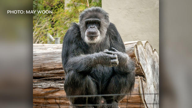 Cobby, Chimpanzee at the San Francisco Zoo 