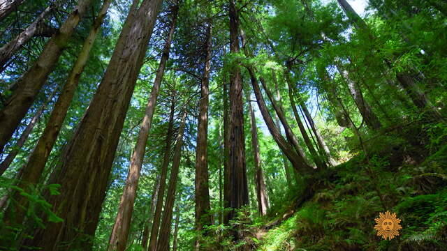 nature-muir-woods1920-729387-640x360.jpg 