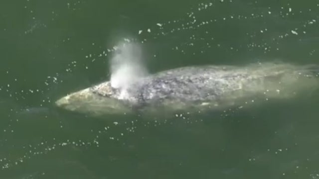 whaleinsanfranciscobay.jpg 