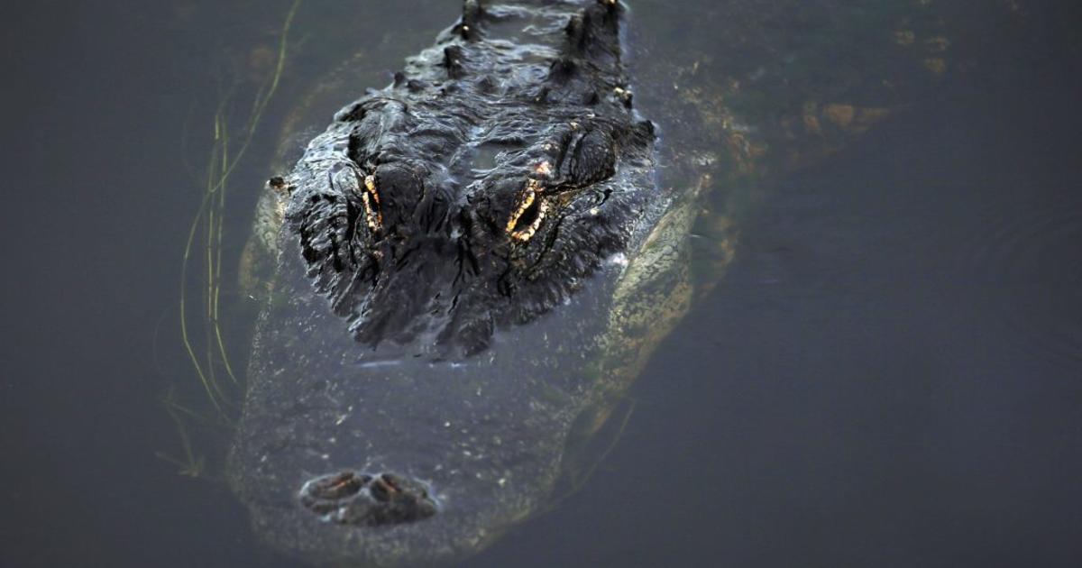 Florida Expands Hours For Annual Alligator Hunt - CBS Miami