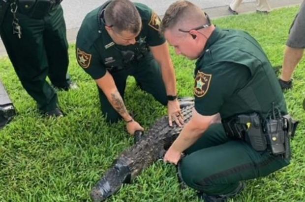 pinellas-county-florida-deputies-with-alligator-that-bit-woman-on-060821.jpg 