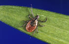 Lyme Disease New England 