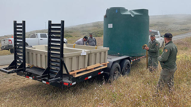 tule-elk-watering.jpg 