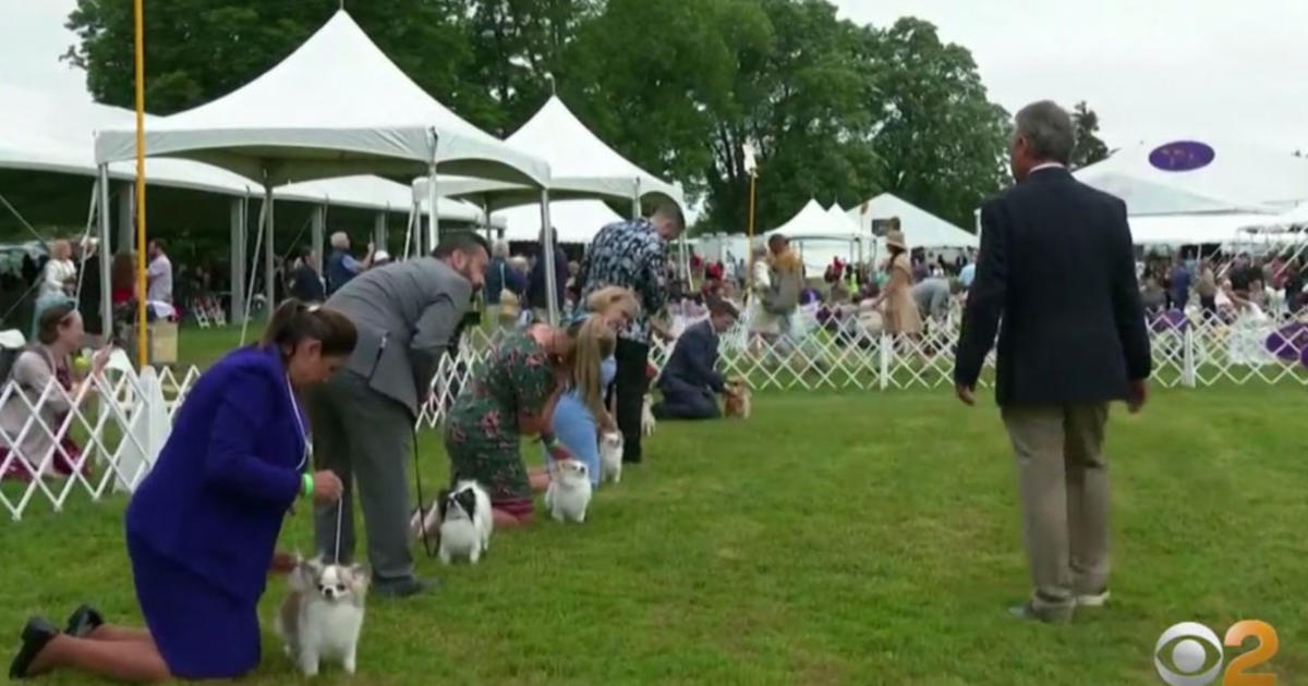 145th Westminster Kennel Club Dog Show Underway In Tarrytown CBS New York