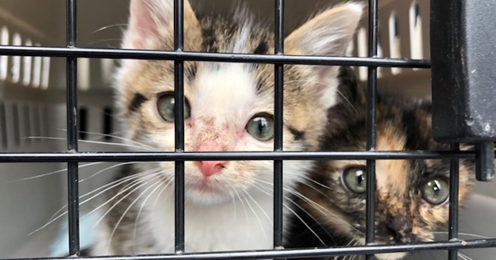 60 'Adorable And Friendly' Kittens In Need Of New Homes After Arriving